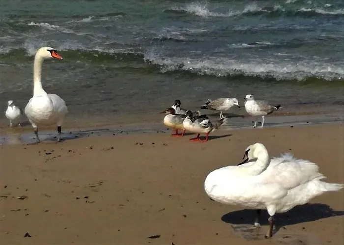 Goscinne Neptunia 3* ياروسوافيتس